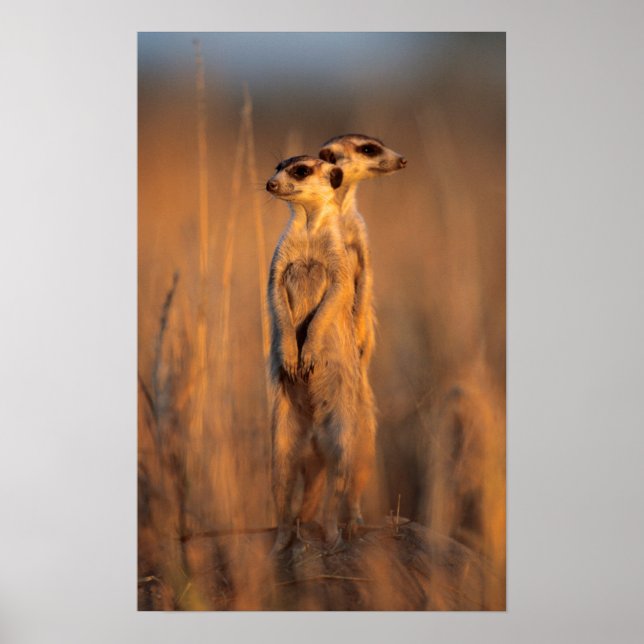 A pair of Suricates standing on a rock at sunset Poster (Front)