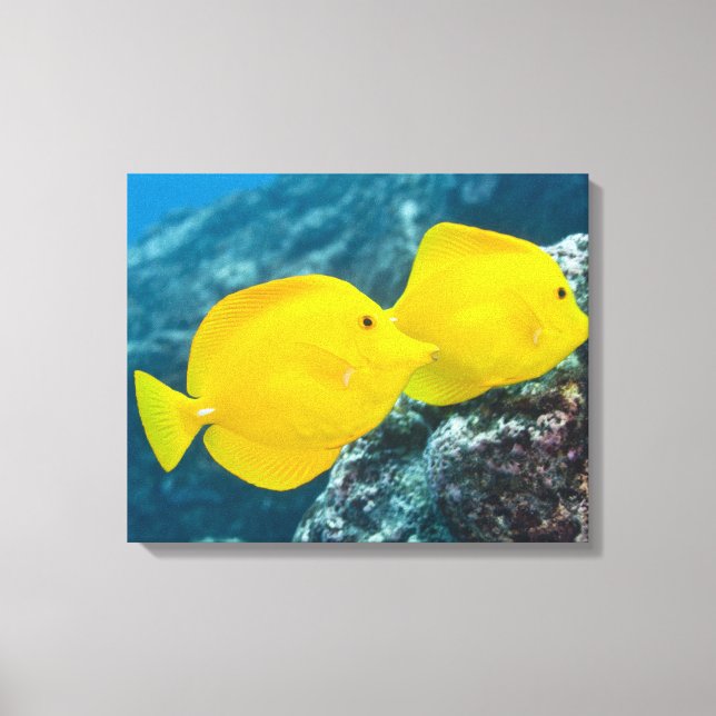A Pair of Yellow Tangs Canvas Print (Front)