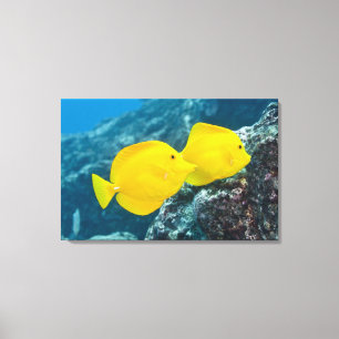 A Pair of Yellow Tangs Canvas Print
