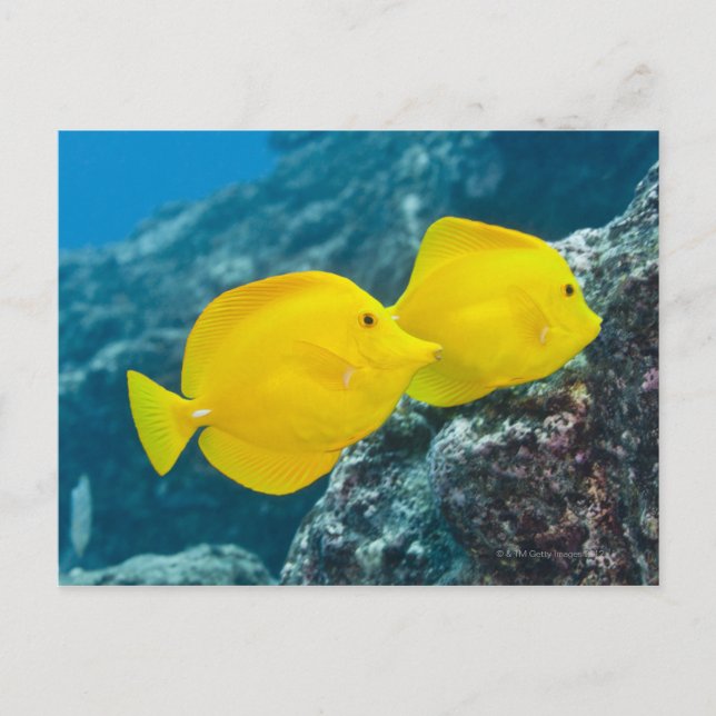 A Pair of Yellow Tangs Postcard (Front)