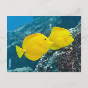 A Pair of Yellow Tangs Postcard