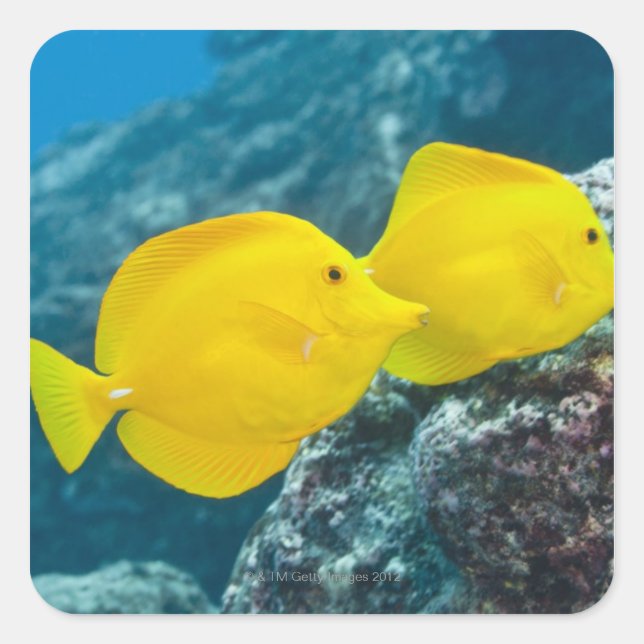 A Pair of Yellow Tangs Square Sticker (Front)