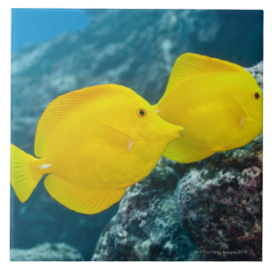 A Pair of Yellow Tangs Tile