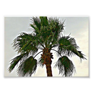 A Palm Tree Photo Print