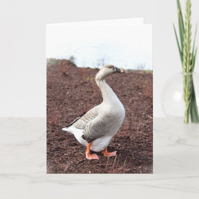 A park goose card (Front)