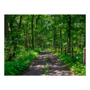 A path in the green forest poster