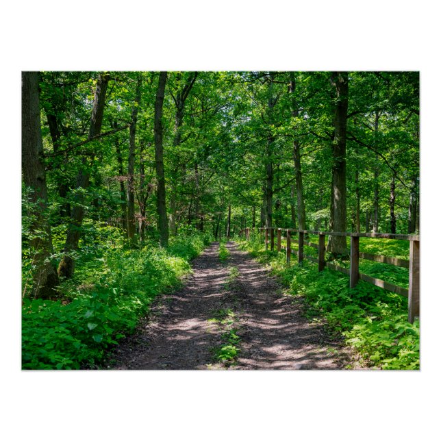 A path in the green forest poster (Front)