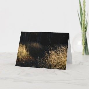 A path through a forest golden grass in sunlight card