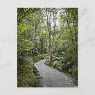 A path through a rain forest at the base of postcard