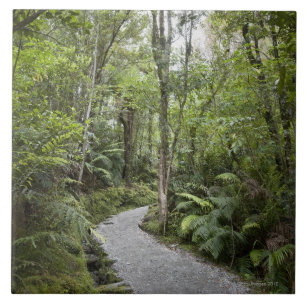 A path through a rain forest at the base of tile