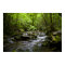 A Peaceful Smoky Mountain Stream
