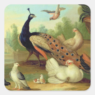 A Peacock, Doves, Chickens and a Jay in a Park Square Sticker