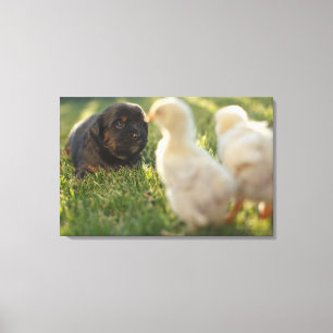 A Pekinese puppy on the grass. Canvas Print