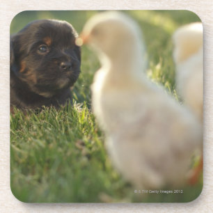 A Pekinese puppy on the grass. Coaster
