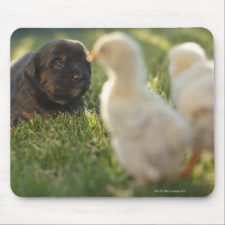 A Pekinese puppy on the grass. Mouse Pad