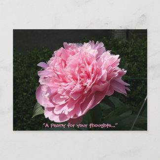 A Peony for your thoughts... Postcard