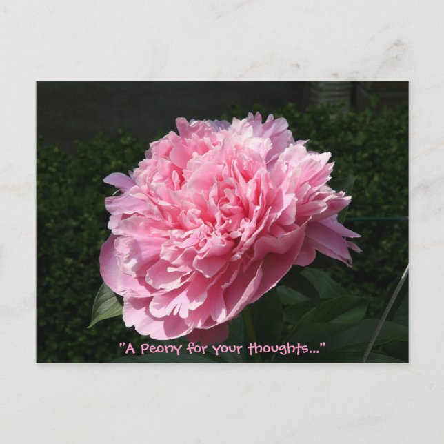 A Peony for your thoughts... Postcard (Front)