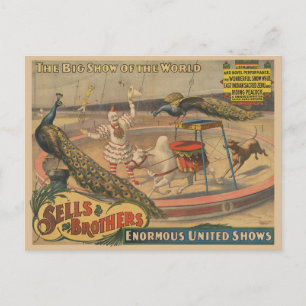 A Performing Zebu And Peacock With Clown Trainer Postcard