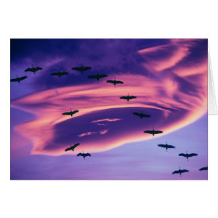 A photo composite of Sandhill cranes in flight