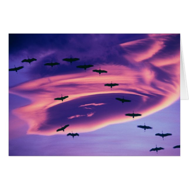 A photo composite of Sandhill cranes in flight (Front Horizontal)