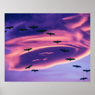 A photo composite of Sandhill cranes in flight Poster