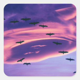 A photo composite of Sandhill cranes in flight Square Sticker