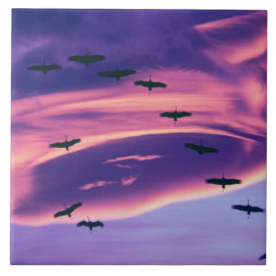 A photo composite of Sandhill cranes in flight Tile