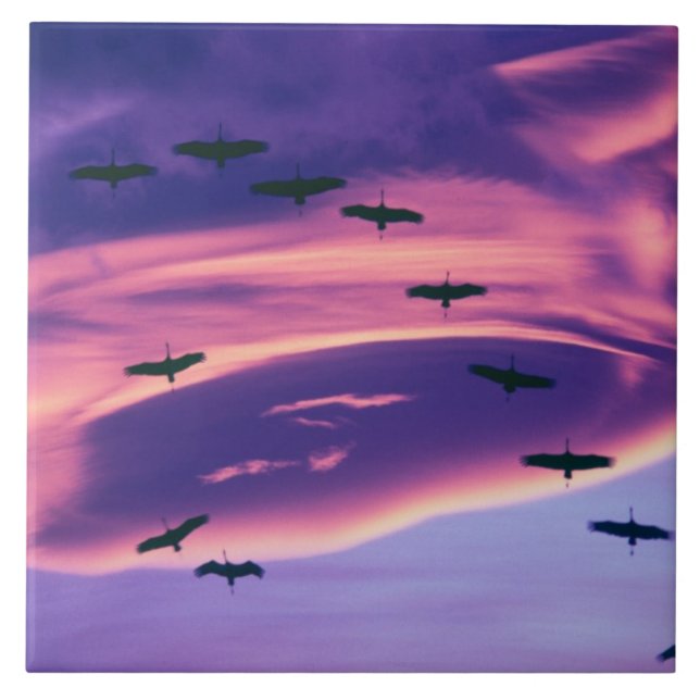 A photo composite of Sandhill cranes in flight Tile (Front)