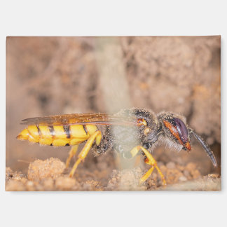 A photograph of a wasp on a magnet