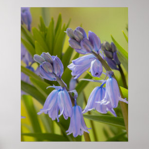 A photograph of English Bluebells Poster/Print Poster