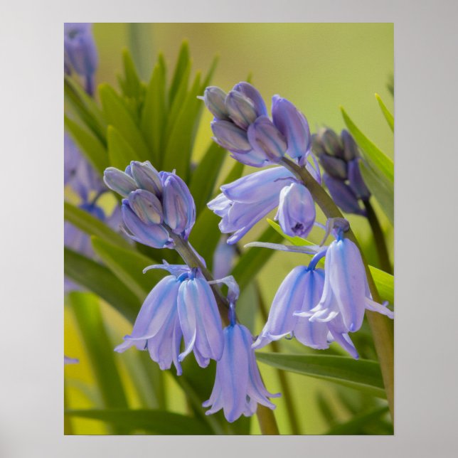 A photograph of English Bluebells Poster/Print Poster (Front)