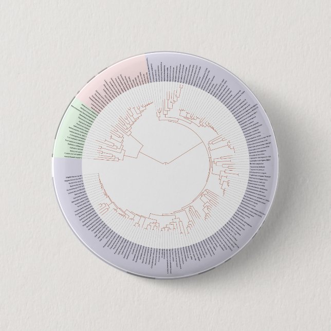 A phylogenetic tree of life Chart 2 Inch Round Button (Front)
