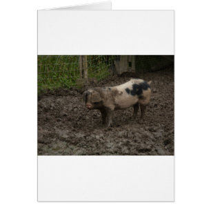 A pig in muck