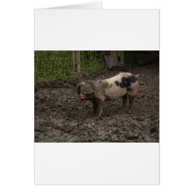 A pig in muck (Front)