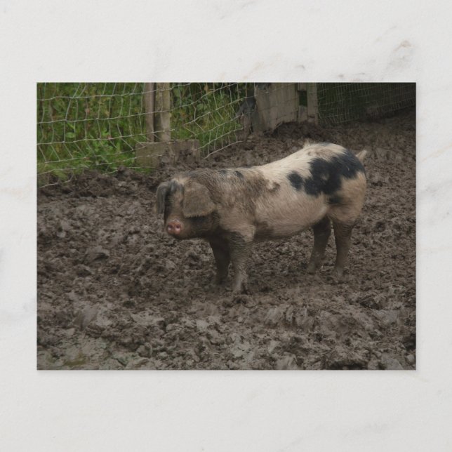 A pig in muck postcard (Front)