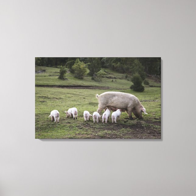 A pig with piglets in a field canvas print (Front)