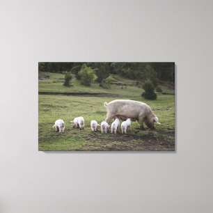 A pig with piglets in a field canvas print