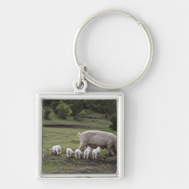 A pig with piglets in a field keychain (Front)
