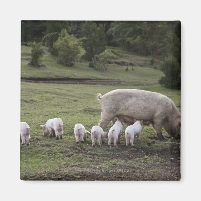 A pig with piglets in a field magnet (Front)