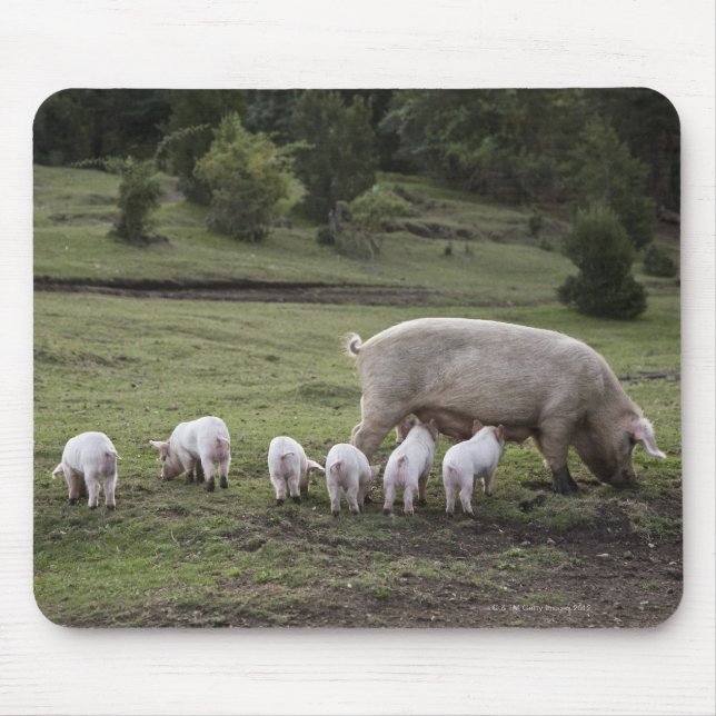 A pig with piglets in a field mouse pad (Front)