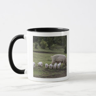 A pig with piglets in a field mug