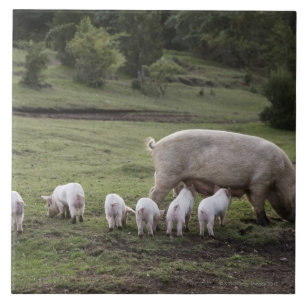 A pig with piglets in a field tile