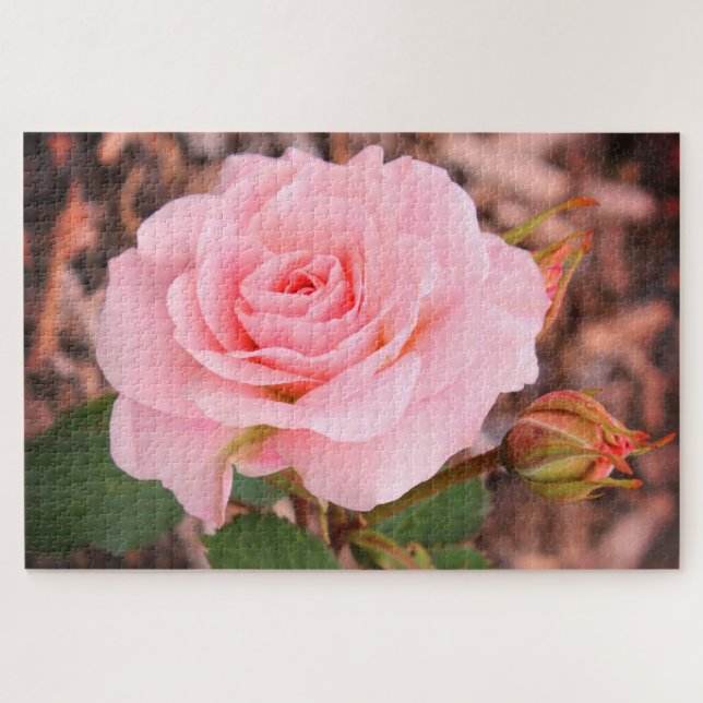 A pink garden rose jigsaw puzzle (Horizontal)