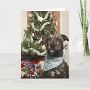 A pit bull posing for a Christmas portrait. Holiday Card