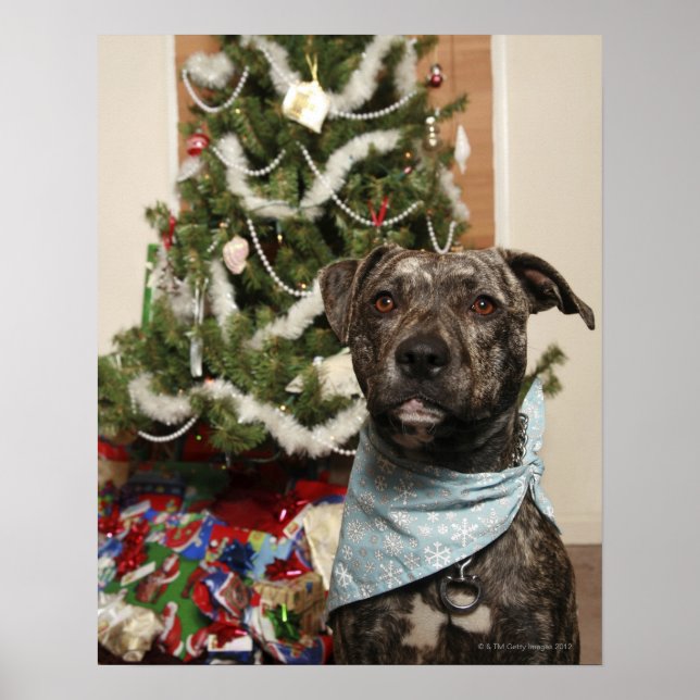 A pit bull posing for a Christmas portrait. Poster (Front)