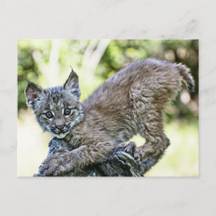 A Playful Canadian Lynx Kitten Postcard