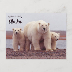 A Polar Bear Mother With Her Cubs in Alaska Postcard