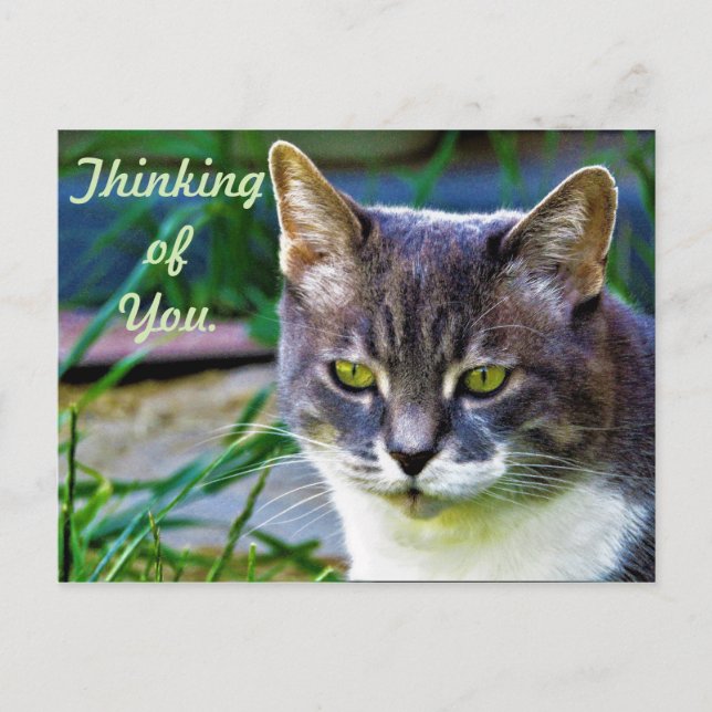 A pondering cat. postcard (Front)