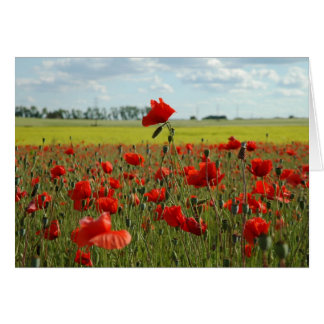 A Poppy Above the Rest