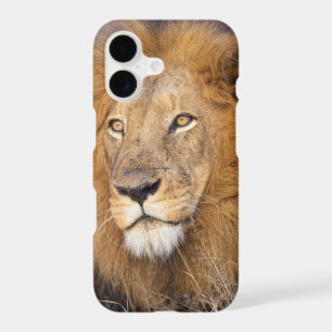A portrait of a Lion looking into the distance